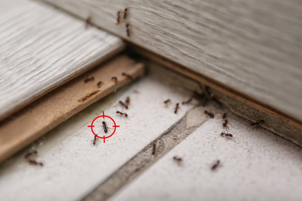 Pest Control Cost in North Amityville, NY
